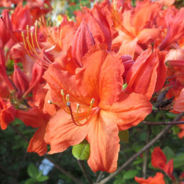 azalea mollis -hotspur red